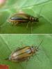 Xanthogaleruca luteola